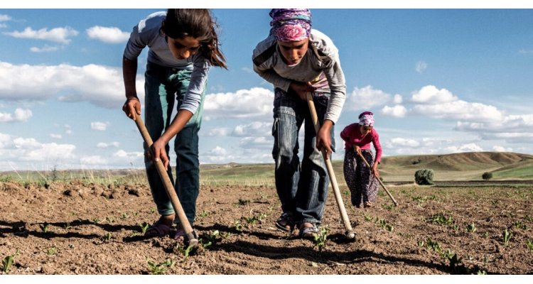 The Project to Elimination of Child Labour in Seasonal Agriculture Has Begun