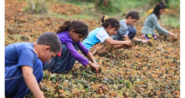 Elimination of Child Labour in Seasonal Agriculture