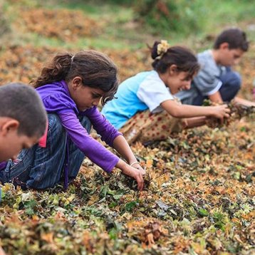 Mevsimlik Tarımda Çocuk İşçiliğinin Önlenmesi Mevsimlik Tarımda Çocuk İşçiliğinin Önlenmesi